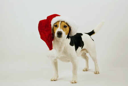 Christmas dog on a white backgroundの写真素材