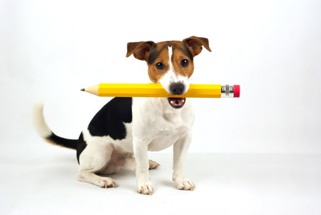 dog sitting on a white background, with a yellow pencilの写真素材