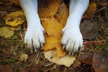 Dirty dog's paws on the grass in the leaves, Top-viewの写真素材