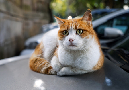 Homeless red cat lying on warm hood of the car. Selective focus, natural lightの写真素材