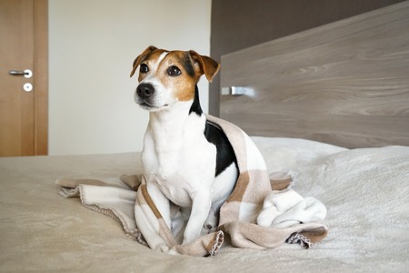 Adult Jack Russell Terrier sitting in the bedroom wrapped in a blanket, looking past the camera, natural lightの写真素材