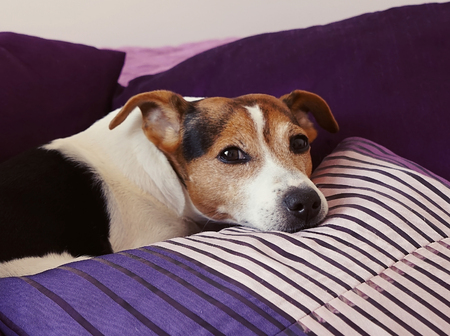 Sleepy dog's jack russell snout on the purple cushionsの写真素材