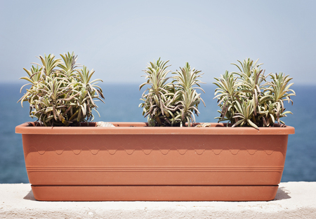 Three young lavender plants in a large box on the balcony on the blue sea backgroundの写真素材