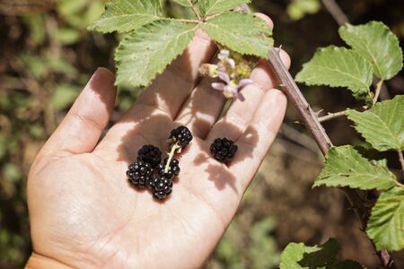 Fresh forest blackberry in the female palm on the green natural backgroundの写真素材