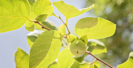 The small green persimmon on a branch against a blue sky background, soft focusの写真素材