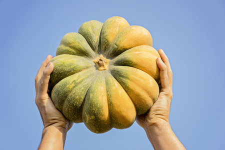 Male hands holding a ripe pumpkin against a blue sky background against a blue sky backgroundの写真素材