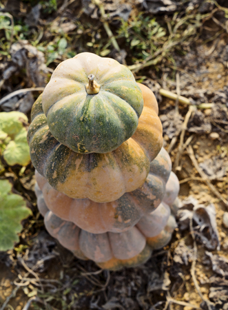 The statue of ripe multi-colored pumpkins. Thanksgiving day, Traditional harvest festival concept,floral pattern, selectove focusの写真素材