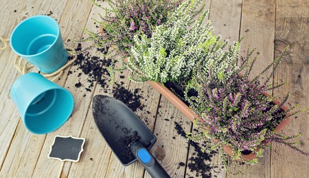 Planting autumn flowers in pots, heather in garden, gardening in autumn season, flat lay garden concept, tonedの写真素材