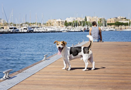 Dog jack russell terrier and man on the floating pier on a sunny day. Friendship and travel with dog conceptの写真素材