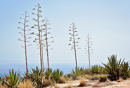 Typical for sunny Malta landscape. Flora of Malta. View of the blooming agave plantの写真素材