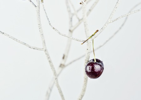 One Red and Ripe cherry hanging on the white branches of Japanese Sakura Jewelry abstract conceptの写真素材