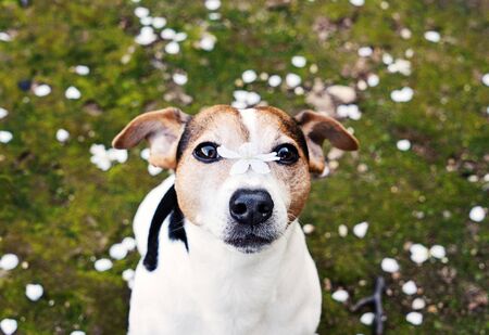 Adorable jack russell terrier dog looking at camera with cherry flower on nose and sitting in grass with white petals. Spring is coming conceptの写真素材