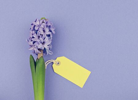 Abstract Women's day greeting card concept. Fresh blooming blue hyacinth with yellow tag on violet background. Top view, flat lay, copy spaceの写真素材