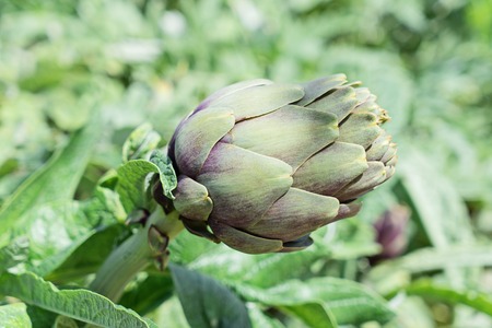 Close-up of artichoke flower bud, ready for eat on green natural background
