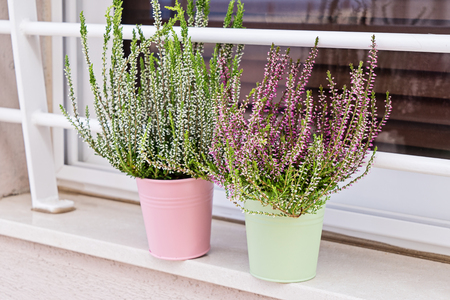 Blooming heather Calluna vulgaris in pot on window sill. House and balcony decoration with seasonal fall flowersの写真素材