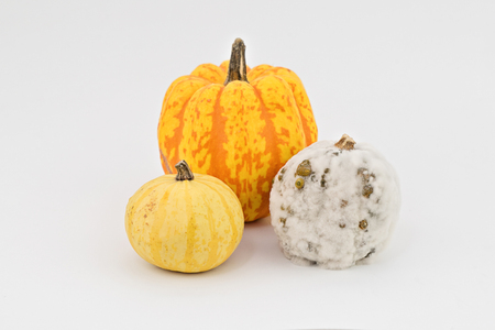 Closeup view of three decorative pumpkins and one is covered with white mold on white backgroundの写真素材