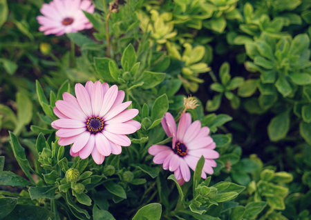 Macro view of beautiful pink flower of river daisy marguerite, Osteospermum ecklonis, selective focusの写真素材