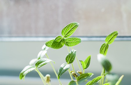 Closeup of green germination seed sprouts in soil on window background. Springtime is time to grow conceptの写真素材