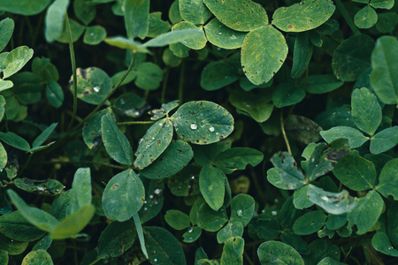 Natural floral texture background with clover leaves with dewdrops, closeupの写真素材