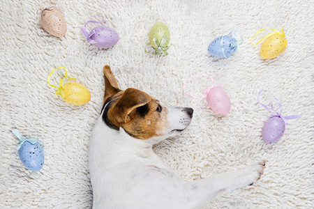 Cute puppy dog lying back on white rug with Easter painted eggs. Happy Easter Eggs Hunt concept greeting card, above viewの写真素材