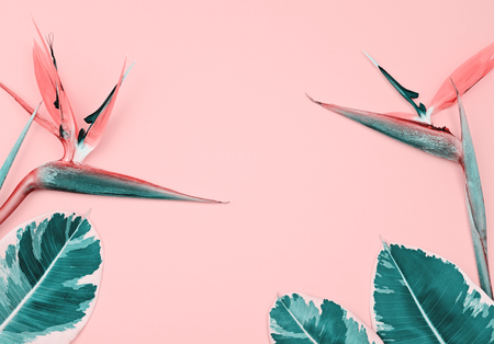Colorful bright tropical pink pastel background with Bird of Paradise Flower or Strelitzia and copy spaceの写真素材