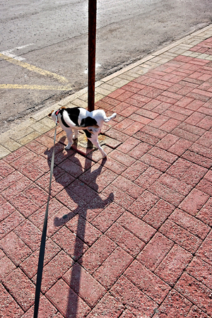 Dog walking on leash pees on a pole outside. Pet morning rituals and routineの写真素材