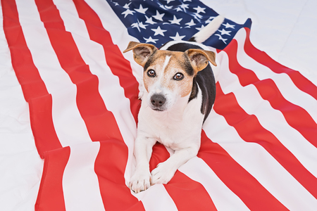 Adorable cute dog lies on USA United States of American flag and looks at camera. American Flag Day Celebration Concept. Happy Flag Day greeting card!の写真素材