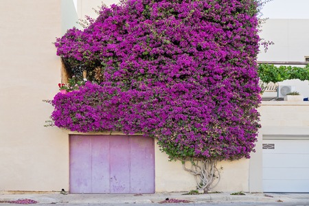 A beautiful Paperflower bush covers the wall of a residential building and create a natural archの写真素材