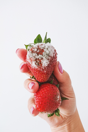 Closeup of rotten moldy strawberry in female hand isolated on white background. Damaged berry with Botrytis cinerea moldの写真素材