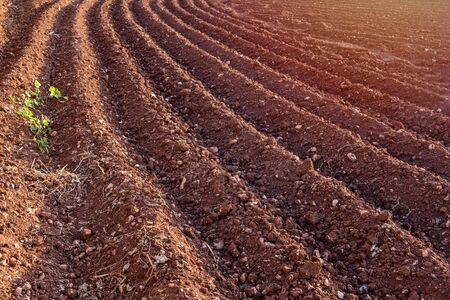 Furrows row pattern in plowed field prepared for planting crops in spring. Horizontal view in perspectiveの写真素材