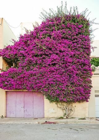 Beautiful Paperflower bush covers the wall of residential building and create natural archの写真素材