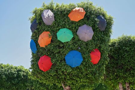 Crown of trees of Ficus in city park decorated with colorful umbrellas to celebrate summer event of Zabbar town in Maltaの写真素材