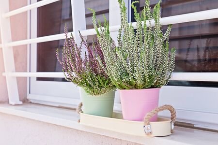Blooming heather Calluna vulgaris potted on windowsill. House and balcony decoration with seasonal autumn flowersの写真素材