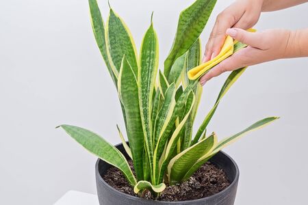 Female hands cleaning leaves of sansevieria plant from dust with sponge, householding routine and...