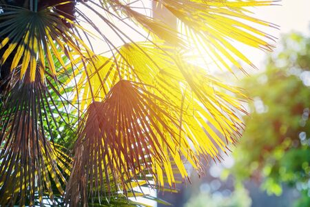 Abstract floral blurred background with palm leaves and sun rays, toned, blurredの写真素材