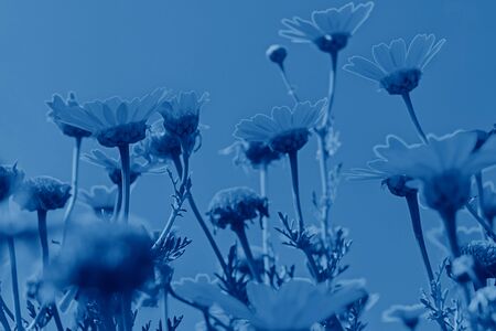 Closeup defocused flowers on blue sky background with copy space, low angle view and motion blur