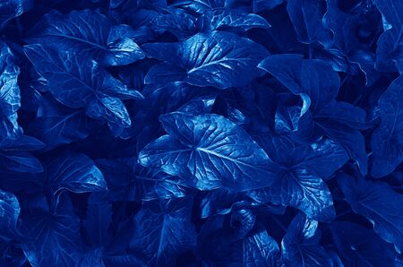 Beautiful classic blue pattern from Arum Italicum plant leaves, top view. Background and floral pattern for layout for design, soft focus, toned imageの写真素材