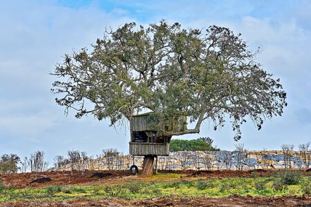 Alone big tree with small treehouse in backyard against blue sky. Happy childhood in tree-house and...