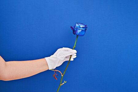 Hand of man in white glove holds blue natural rose on classic blue background. Greeting card Mocap for Mother's Day, International Women's Day and Birthdayの写真素材