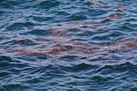 Accumulation of floating debris in seawater after storm. Pollution of the seas and oceans with...