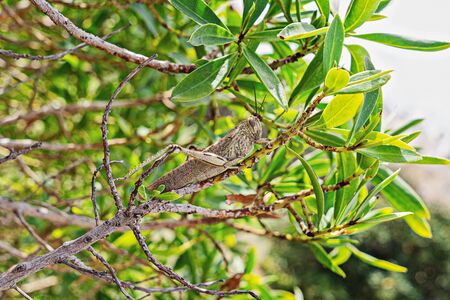 Large green locust on a branch close-up. Wildlife concept