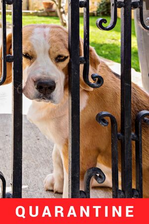 Bored beagle dog sits behind fence of his house. Concept of quarantine and self-isolation during...