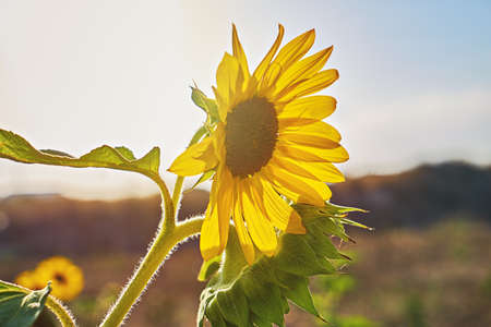 Sunflower inflorescence against summer blue sky. Field of sunflowers, low angle viewの写真素材
