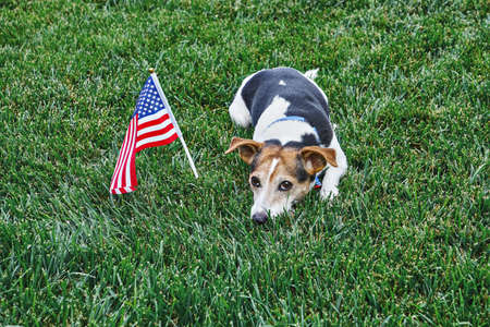 Dog sits in American flag bow tie with USA flag on green grass looking at camera. Celebration of Independence day, 4th July, Memorial Day, American Flag Day, Labor day party eventの写真素材