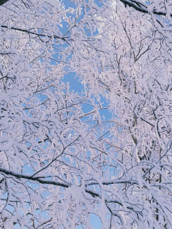 Snow-covered tree branches in hoarfrost. Low angle view of tree branches in snow against blue sky.の写真素材