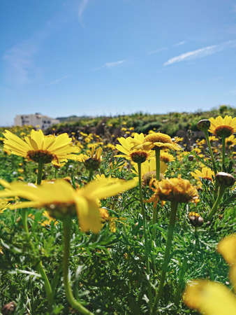 Blooming yellow daisy flowers against clear blue sky, low angle view, natural floral background,...