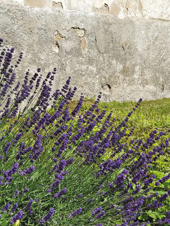 Flowering lavender bush in backyard in garden. Lavender cultivation and garden care