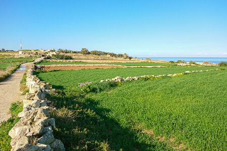 Scenery view of agricultural field planting of oats with typical countryside landscape of Maltaの写真素材