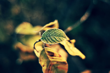 First frost on autumn yellow leaf of the tree. Macro, natural floral background.