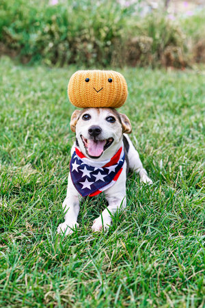 Happy dog on grass with decorative pumpkin on head. Funny moments. Autumn, fall decor. Halloween...